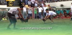 Live Cockfighting Thomo 24/7