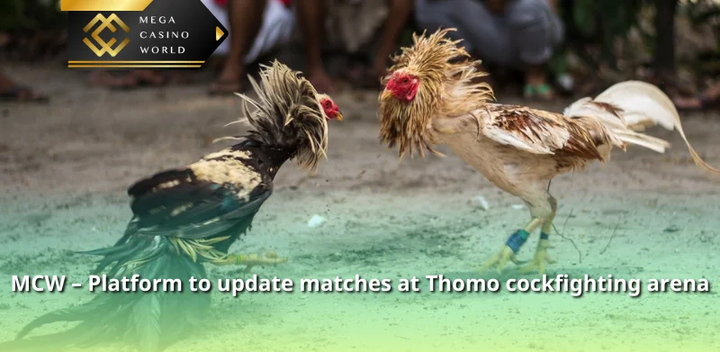 MCW – Platform to update matches at Thomo cockfighting arena