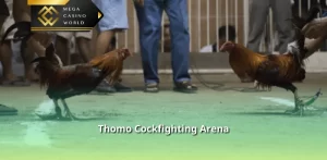 Thomo Cockfighting Arena