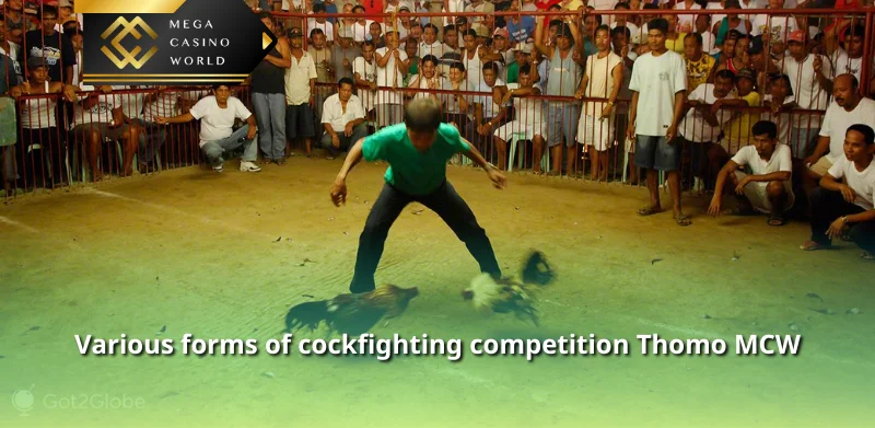 Various forms of cockfighting competition Thomo MCW