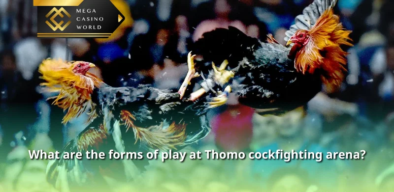 What are the forms of play at Thomo cockfighting arena?